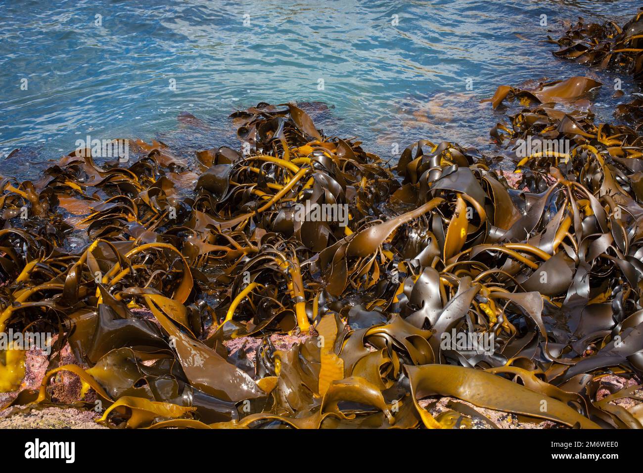 A Look at Life in New Zealand abundant seafood, edible seaweeds and
