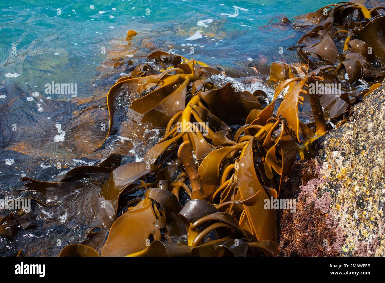 A Look at Life in New Zealand abundant seafood, edible seaweeds and