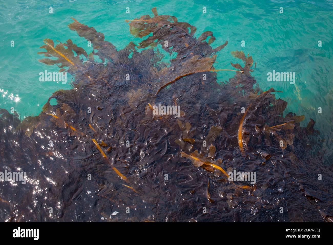 A Look at Life in New Zealand abundant seafood, edible seaweeds and