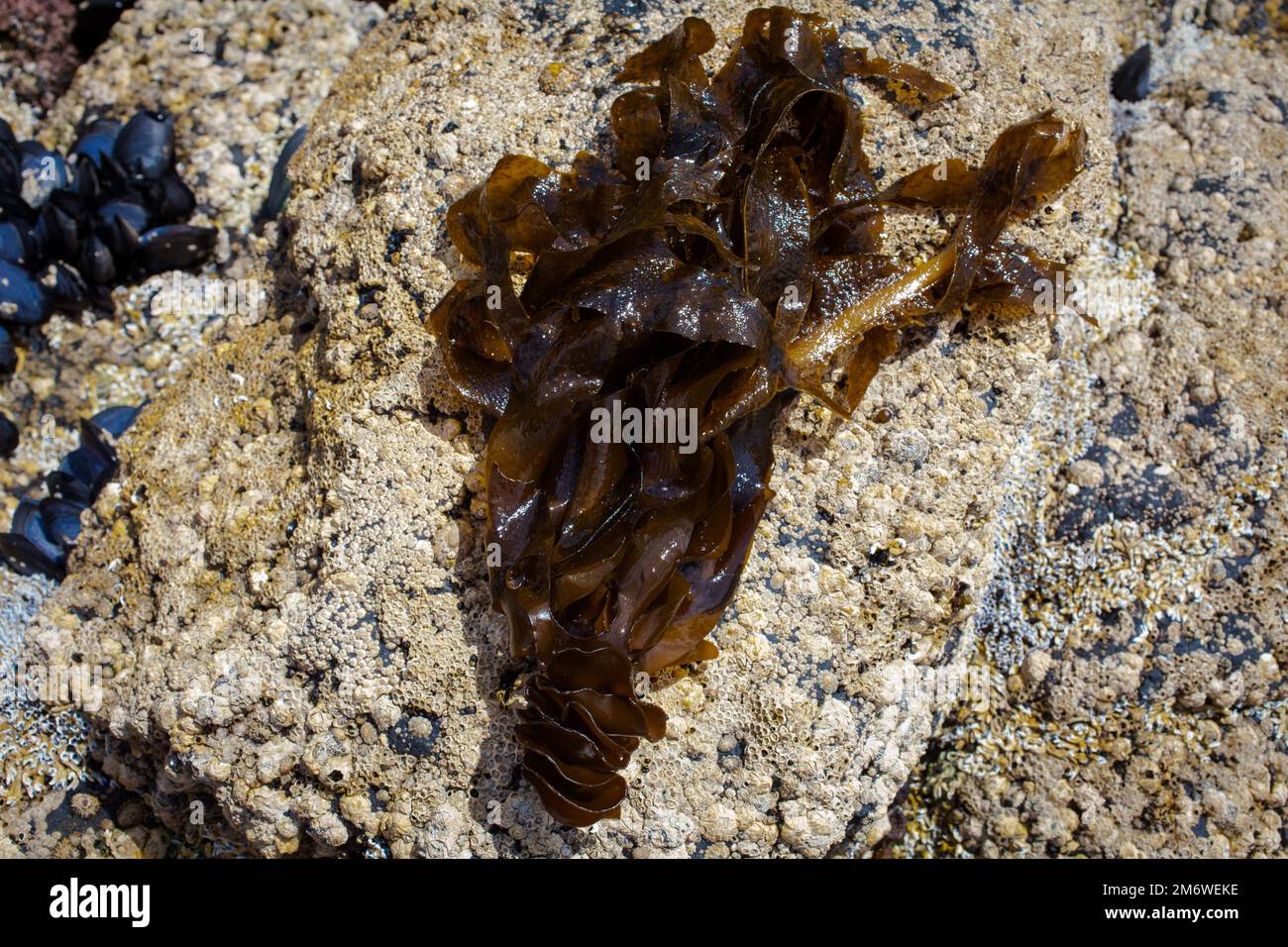 A Look at Life in New Zealand abundant seafood, edible seaweeds and