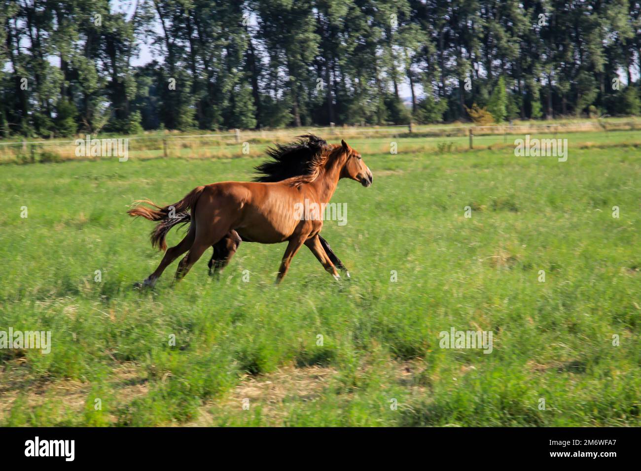 Horses in a pasture of a paddock grazing, romping. Stock Photo