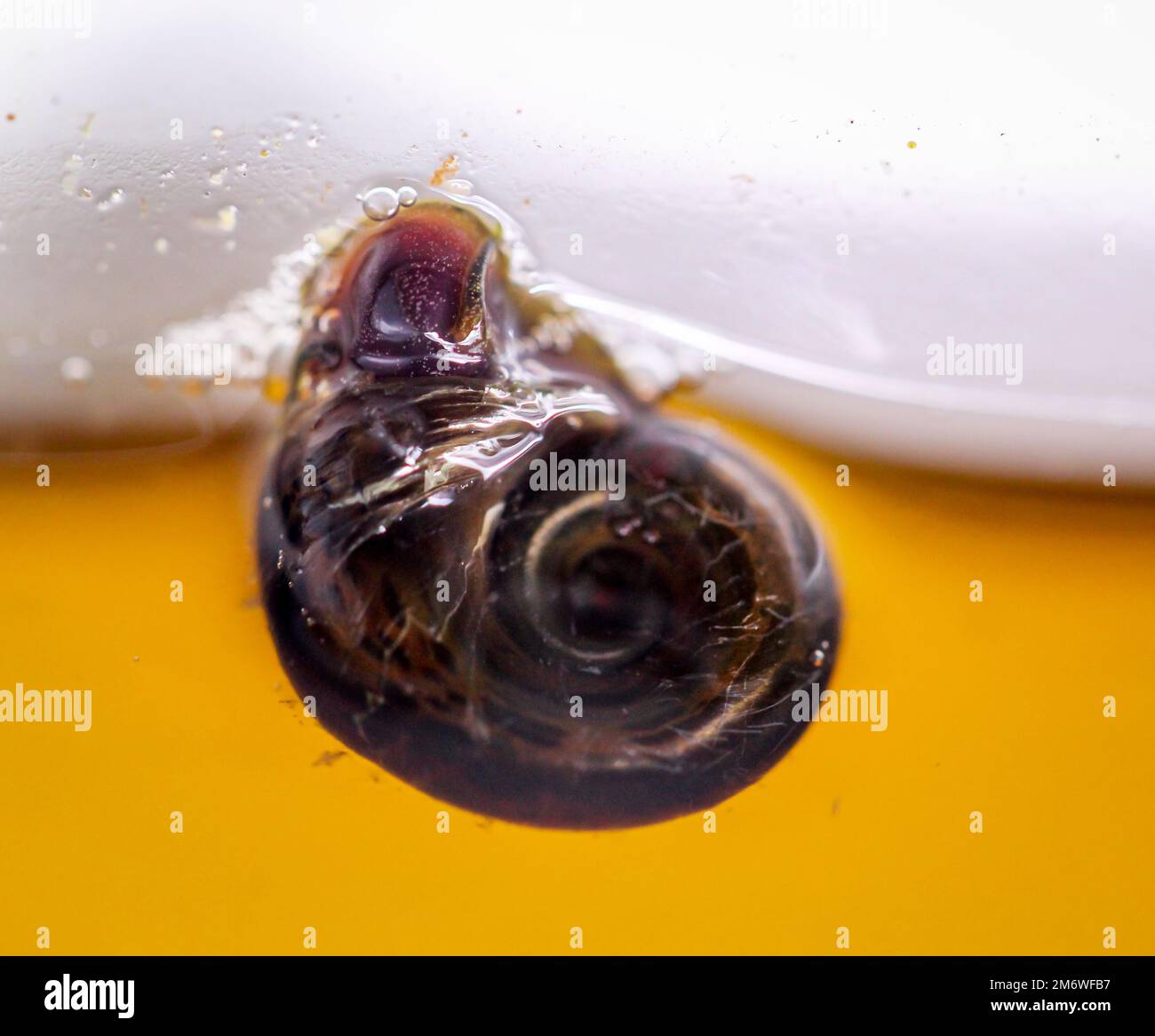 A post horn snail on the glass pane of an aquarium. Stock Photo