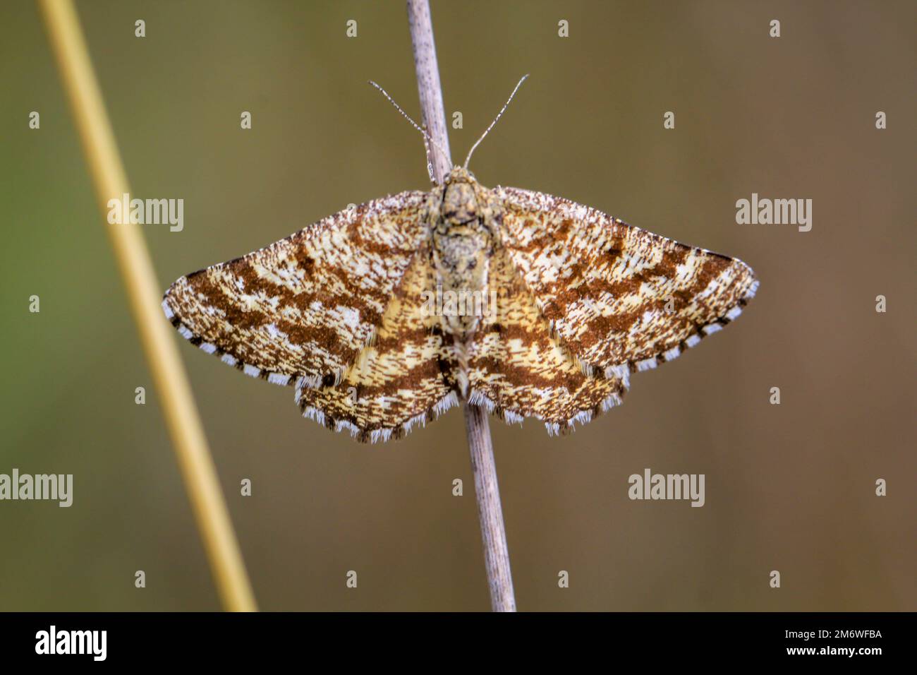 A heath moth, Ematurga atomaria on a blade of grass. Heath moth is a night moth. Stock Photo