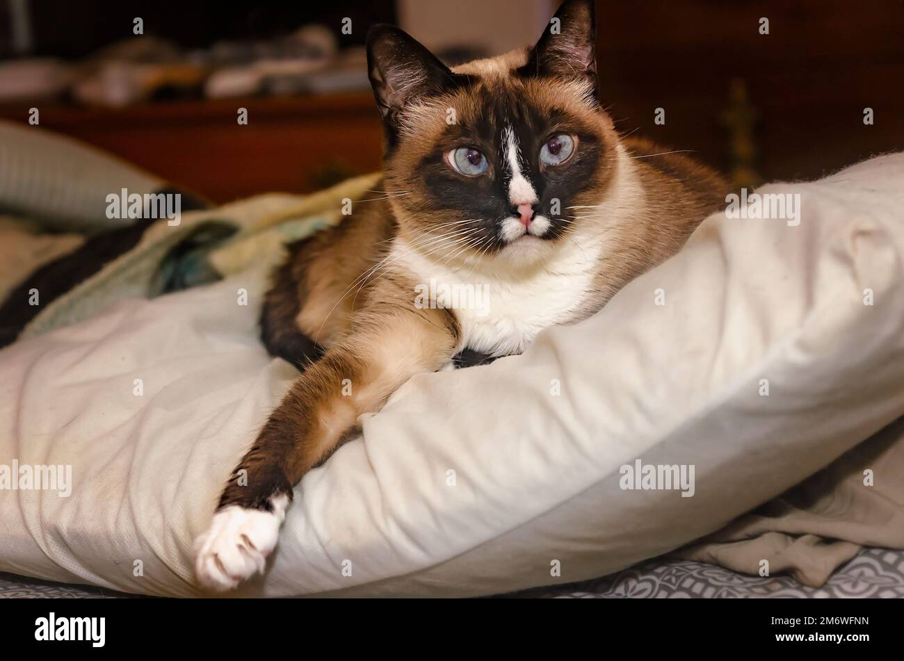 Twinkie, a Siamese cat, lays on a pillow, Jan. 5, 2023, in Coden