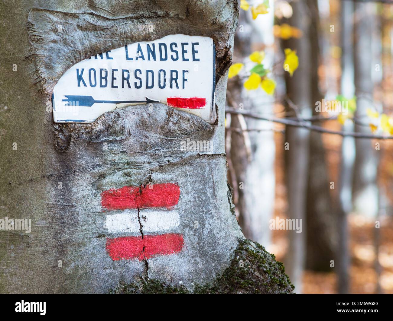 Red sign marking tourist mountain trail, rectangular painted tree mark sign, stripes symbol macro Stock Photo