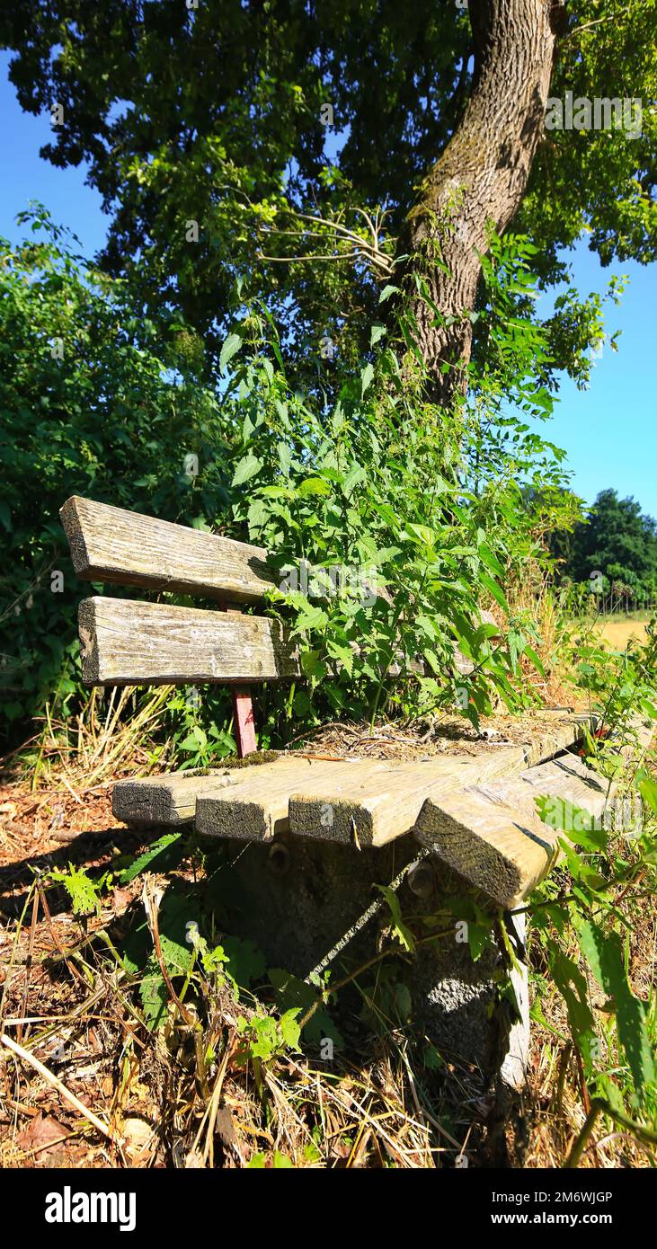 Scruffy, collapsed bench by the side of the road under a tree. Stock Photo