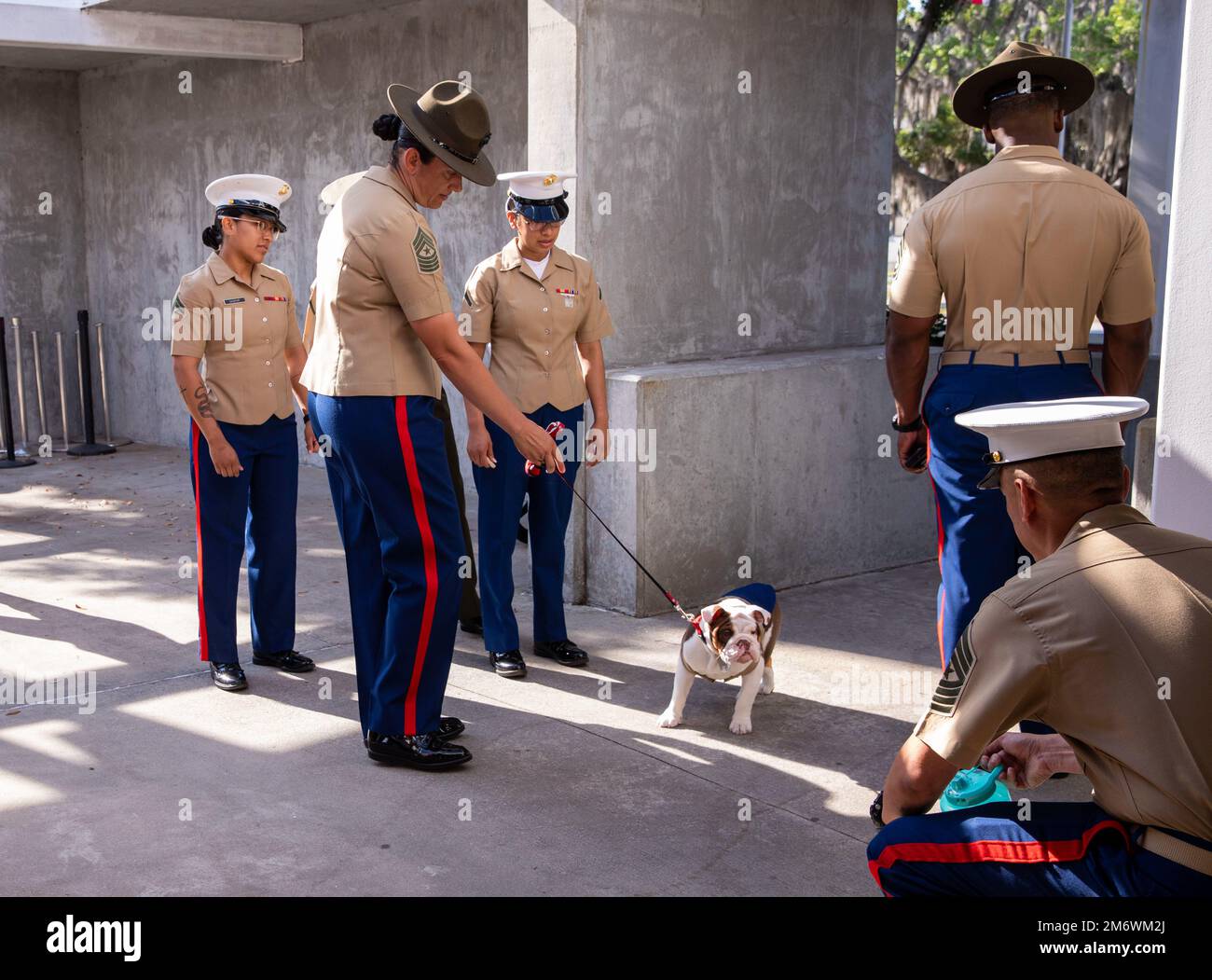 Pvt. Opha Mae II, the new depot mascot, attends her graduation ceremony from recruit training with Oscar Company, 4th Recruit Training Battalion, on Marine Corps Recruit Depot Parris Island S.C., May 6, 2022. Opha Mae will perform her duties with her handler, Pfc. Shannon D. MoralesCanales. Stock Photo