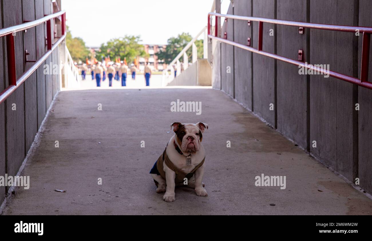 Pvt. Opha Mae II, the new depot mascot, attends her graduation ceremony from recruit training with Oscar Company, 4th Recruit Training Battalion, on Marine Corps Recruit Depot Parris Island S.C., May 6, 2022. Opha Mae will perform her duties with her handler, Pfc. Shannon D. MoralesCanales. Stock Photo