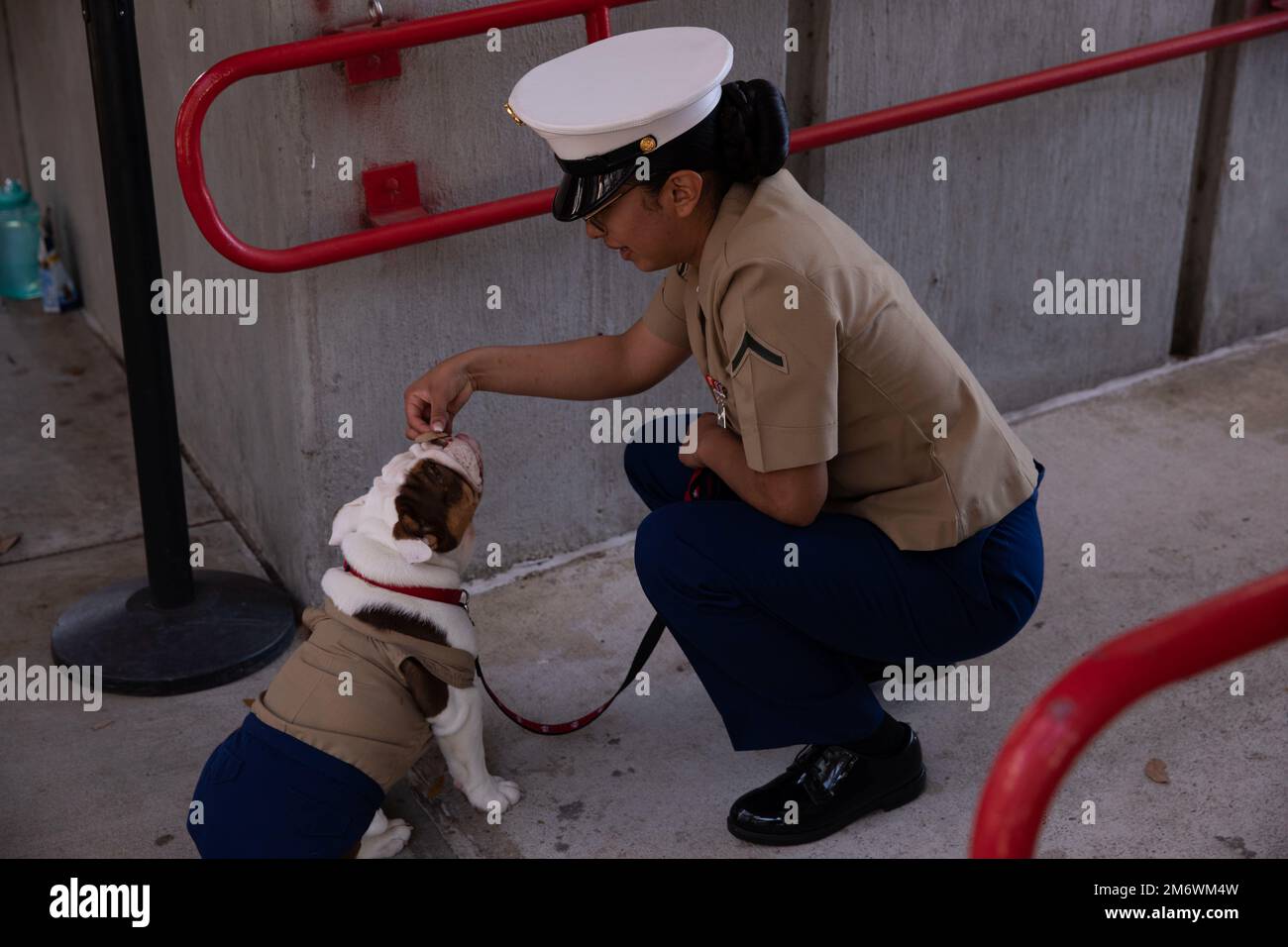 Pvt. Opha Mae II, the new depot mascot, attends her graduation ceremony from recruit training with Oscar Company, 4th Recruit Training Battalion, on Marine Corps Recruit Depot Parris Island S.C., May 6, 2022. Opha Mae will perform her duties with her handler, Pfc. Shannon D. MoralesCanales. Stock Photo
