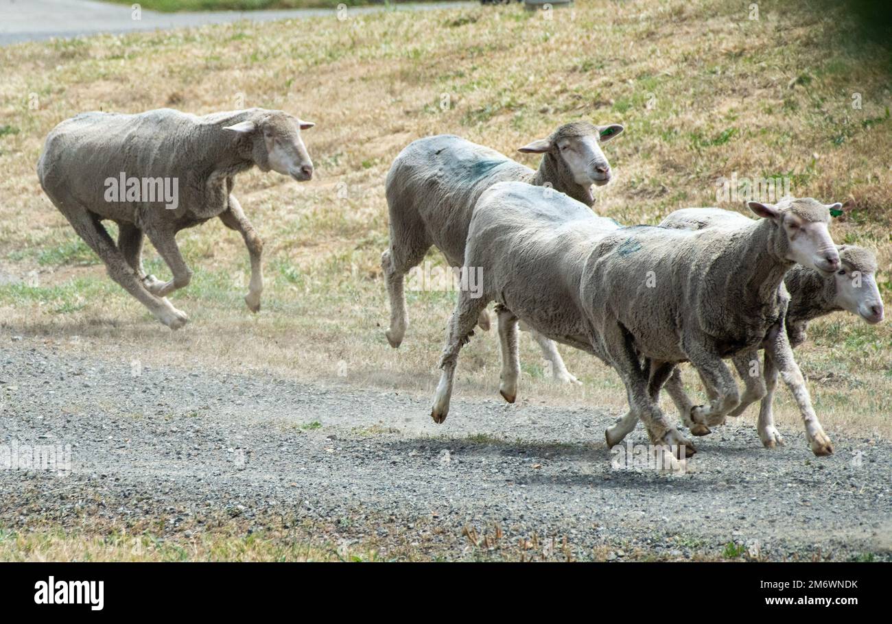 Sheep run to reach open space at Travis Air Force Base, California, May 6, 2022. A flock of approximately 1,000 sheep were released to clear overgrown weeds eliminating the need for herbicides and machinery. This grazing method saves time and money, reduces fire hazards and protects the environment. Stock Photo