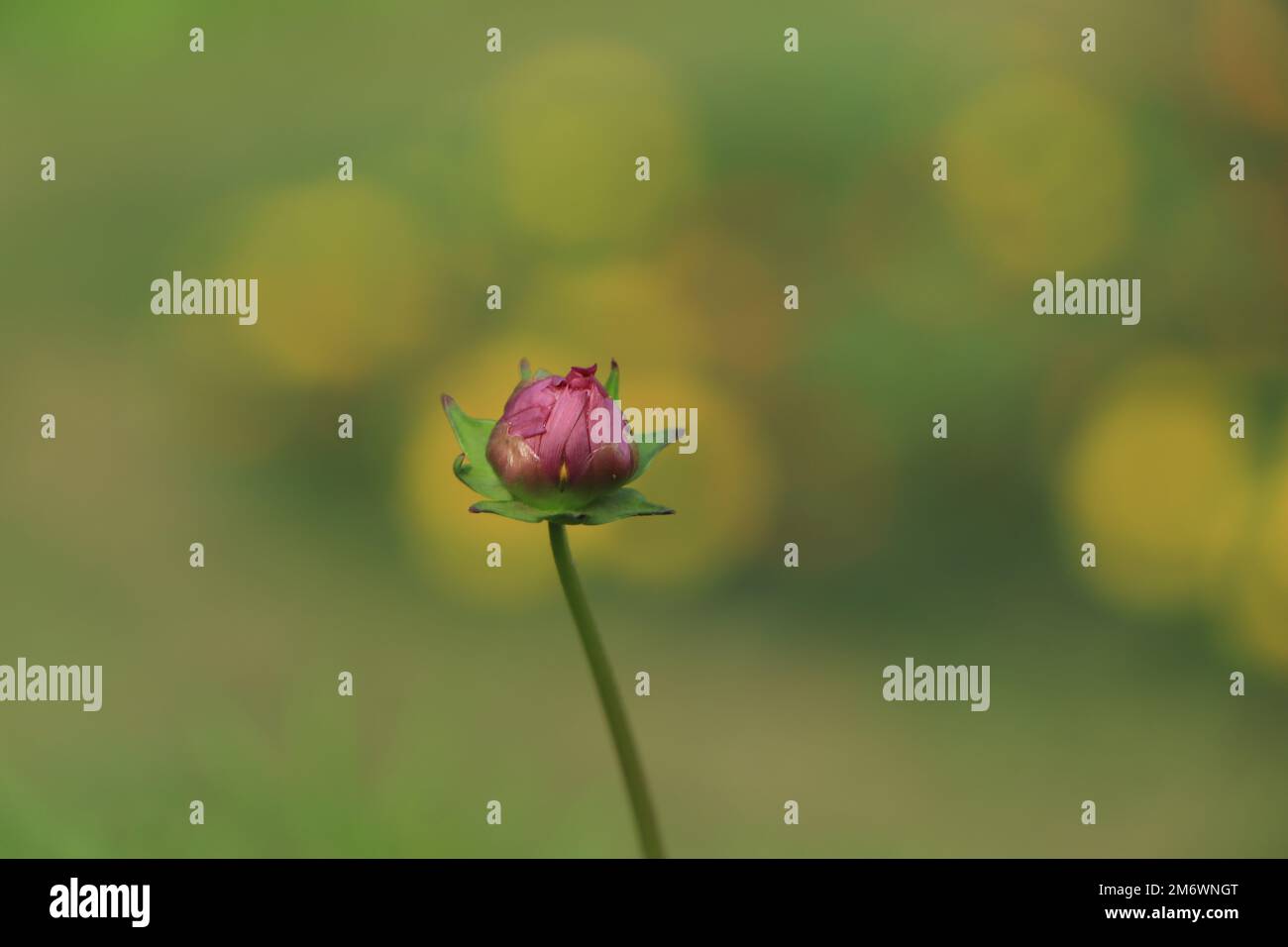 Tiny Cosmos flower buds in garden Stock Photo Alamy
