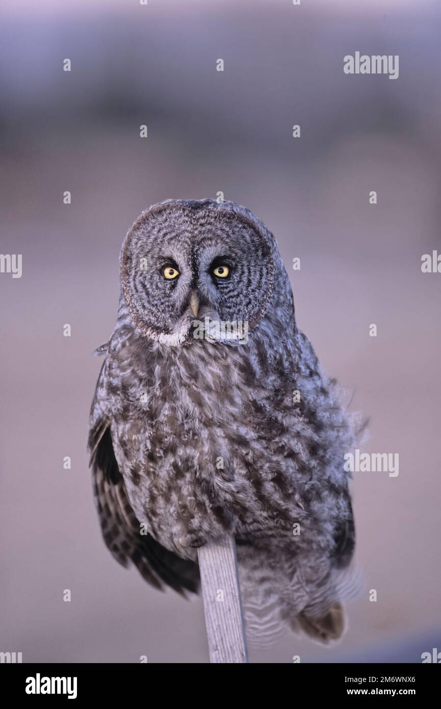 An adult Great Grey Owl 'Strix nebulosa', perched on a slender stick in the warm evening light Stock Photo