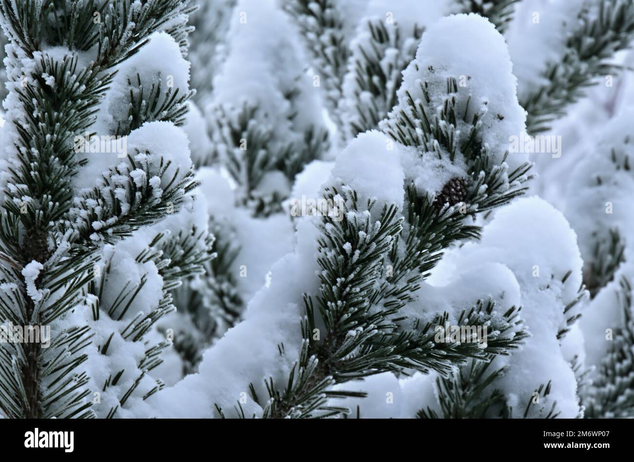 A horizontal image of a pine tree branch covered with snow and frost Stock Photo