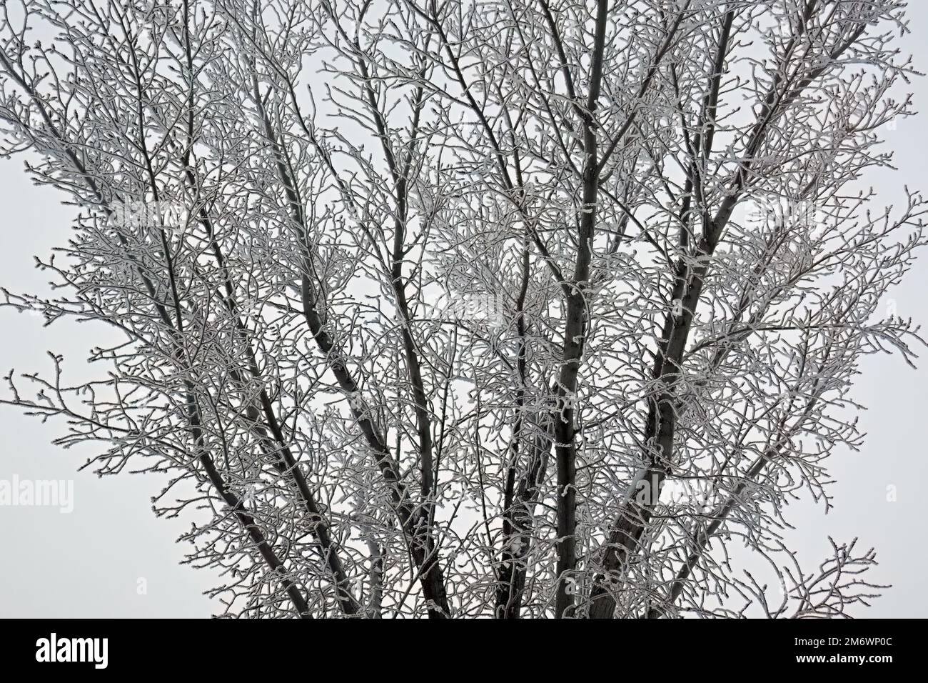 A close up image of a deciduous tree covered with frost on a hill top overlooking a frozen lake on a foggy day in rural Alberta Canada. Stock Photo