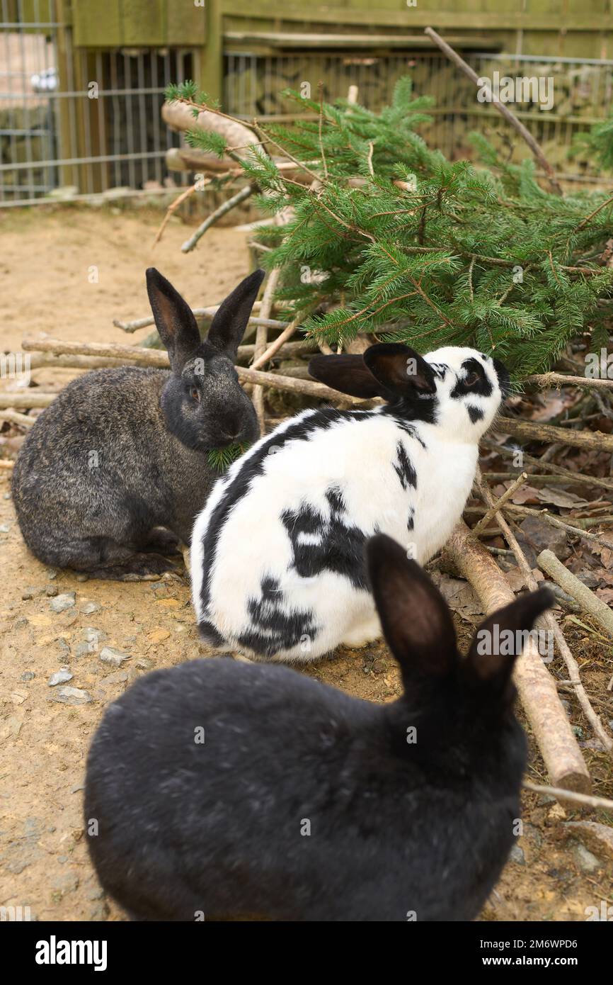Bell, Germany. 05th Jan, 2023. The rabbits in the Bell Animal Adventure