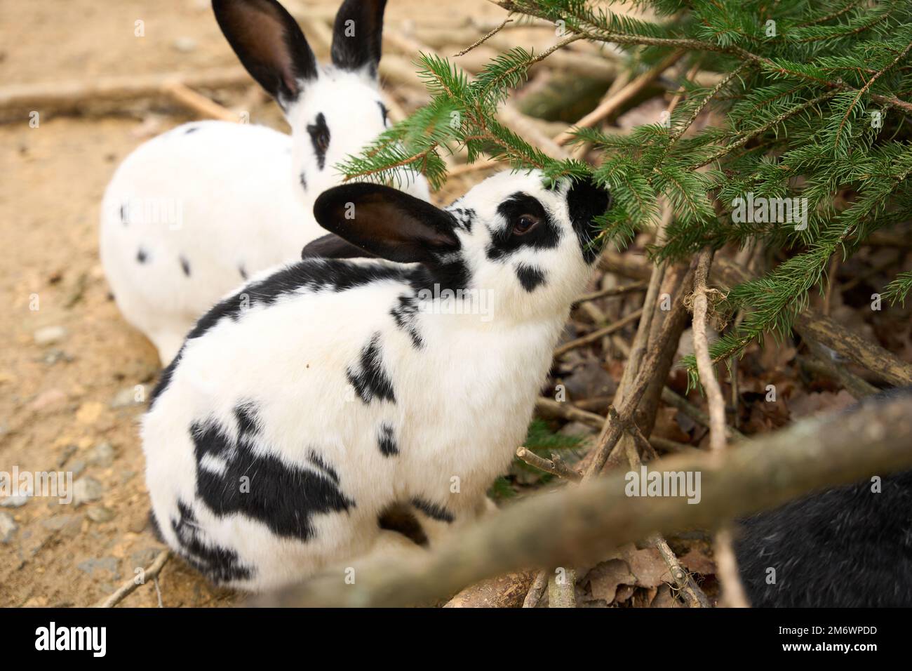 Bell, Germany. 05th Jan, 2023. The rabbits in the Bell Animal Adventure