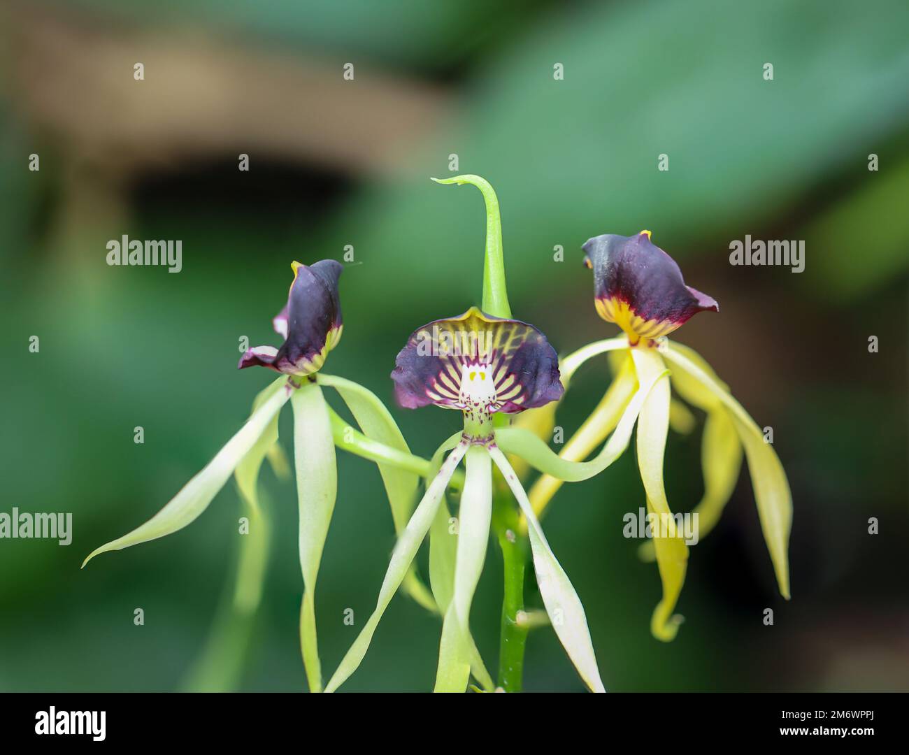 Octopus orchid or Encyclia Octopussy which is native to South America. Stock Photo