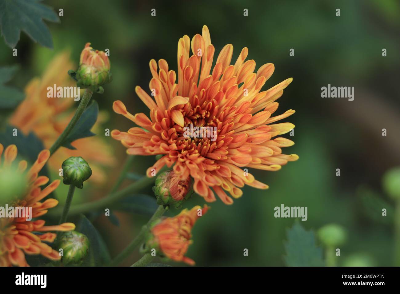 Orange chrysanthemum flowers hi-res stock photography and images - Alamy