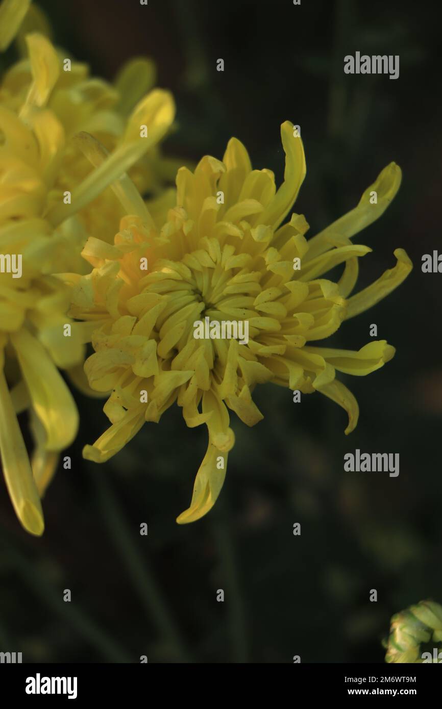 Annual chrysanthemum exhibition hi-res stock photography and images - Alamy