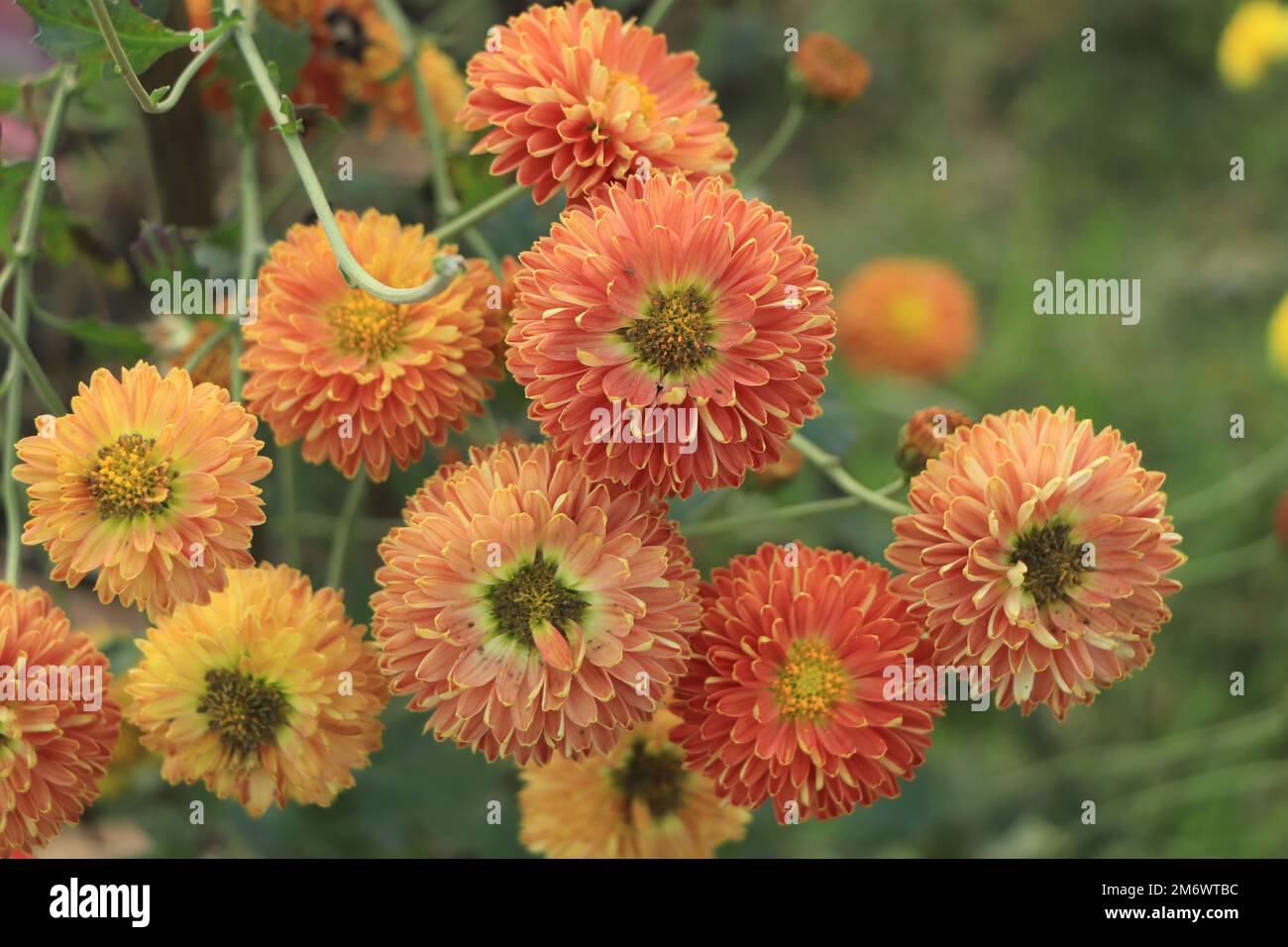 Red orange Korean chrysanthemum. Hardy chrysanthemums close up. Stock Photo