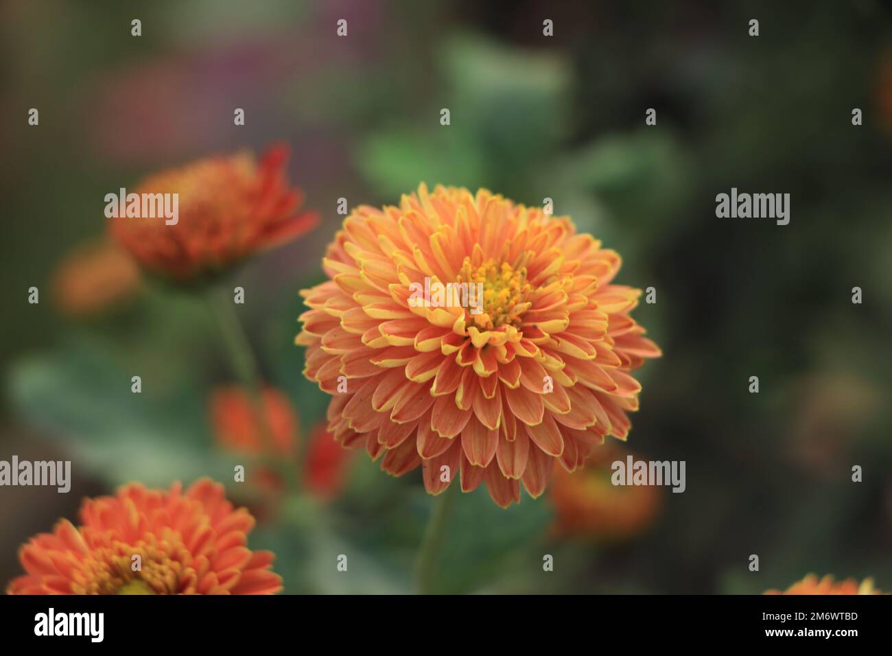 Chrysanthemums flower in garden hi-res stock photography and images - Alamy