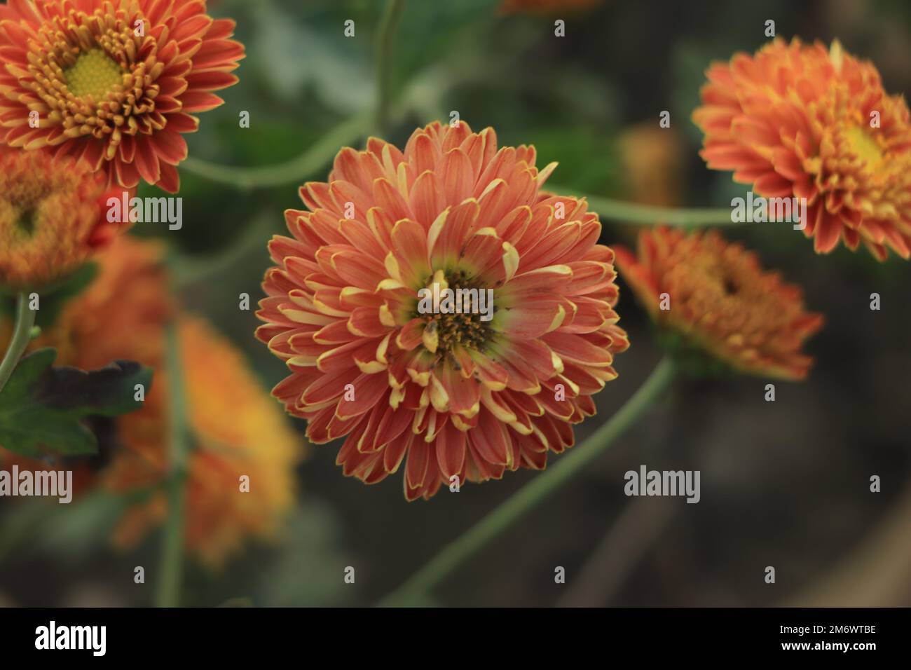 Red orange Korean chrysanthemum. Hardy chrysanthemums close up. Stock Photo