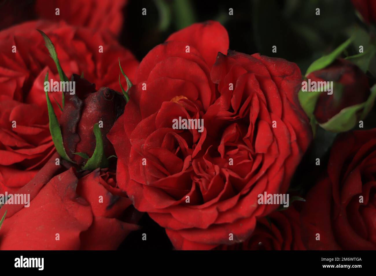 dark red rose close up shot Stock Photo