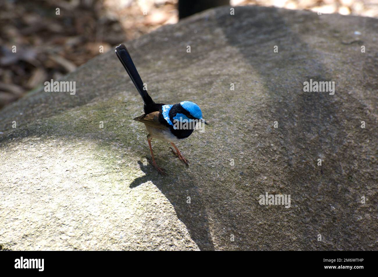 It's not often you get a clear shot of a Superb Fairy Wren (Malurus Cyaneus) - so I grabbed it while it was in the open. At Healesville Sanctuary, Stock Photo