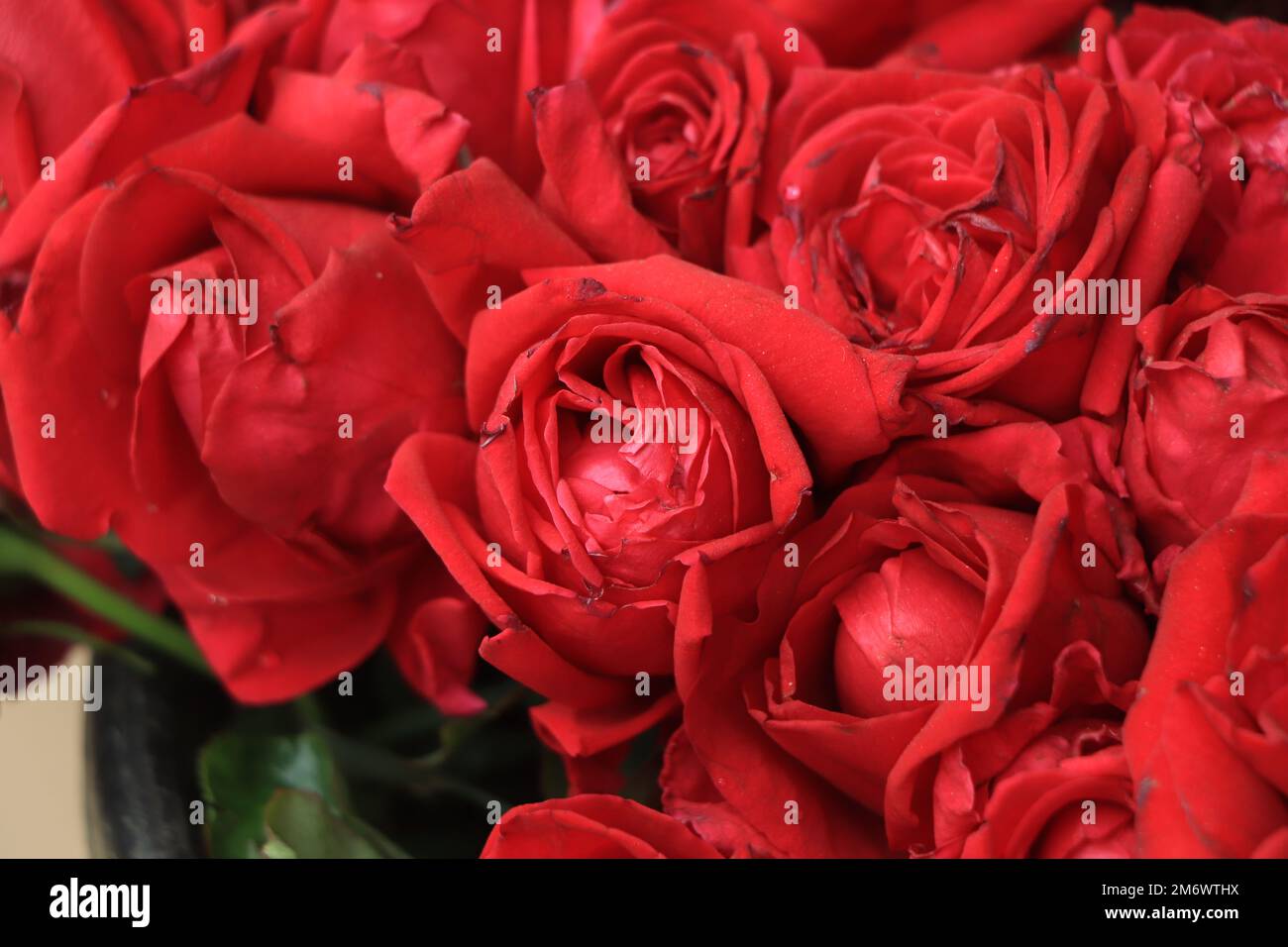 Blurry red floral background. Red roses background. Texture of red ...
