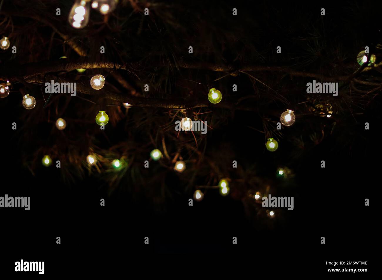 Holiday lights at night on a pine tree at the beach Stock Photo Alamy