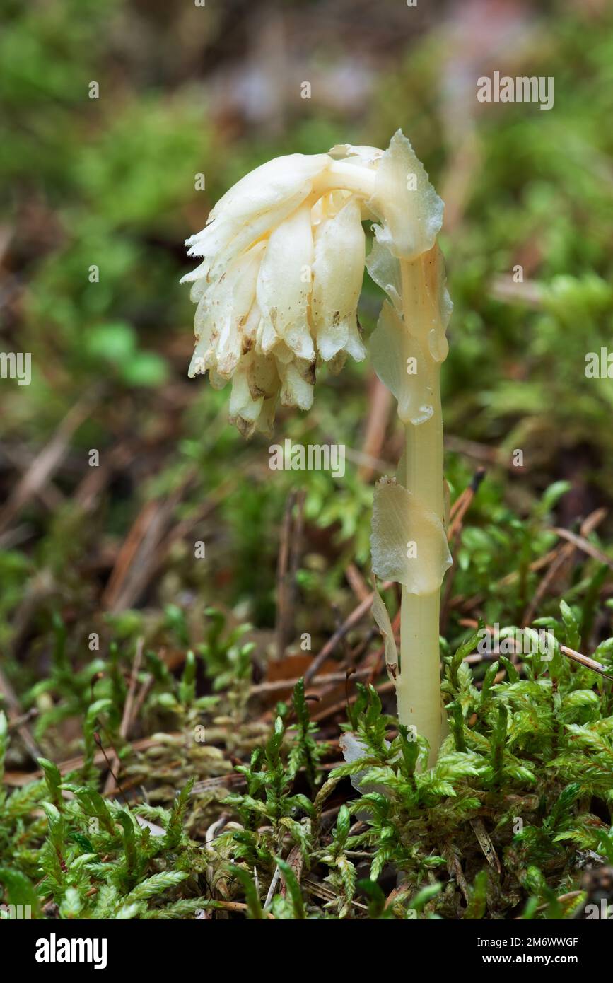 Parasitic plant Pinesap (False beech-drops, Hypopitys monotropa) in a pine forest Stock Photo