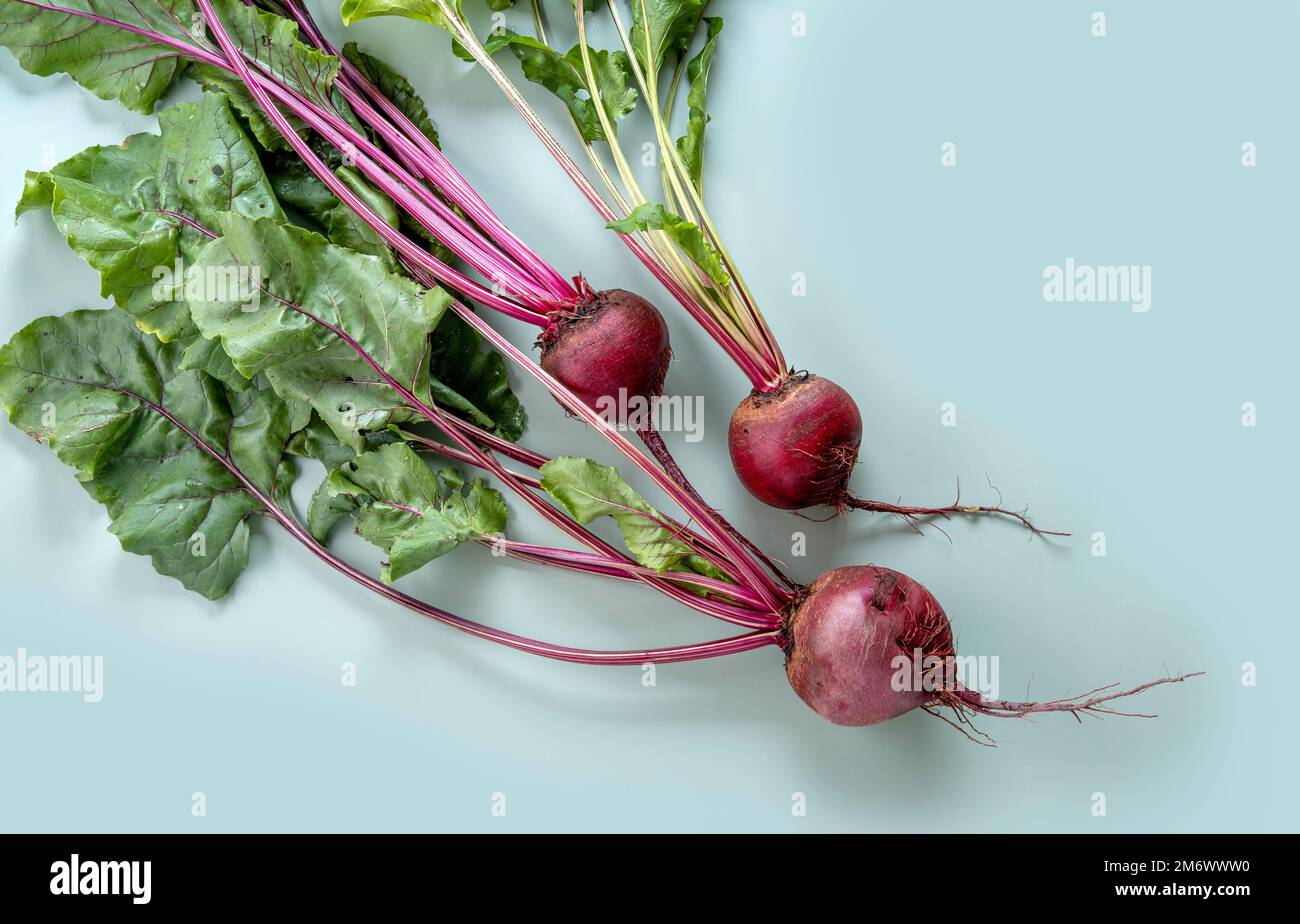 Bunch of fresh beetroot. Freshly bunch harvest. Fresh farm vegetables