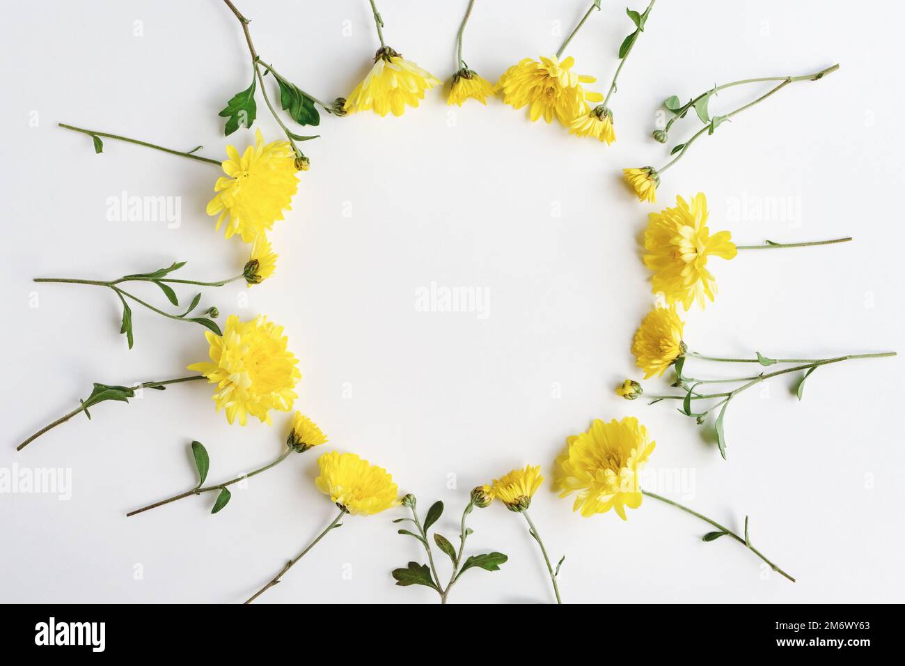 Yellow flowers round frame on white background, chrysanthemum floral wreath, copy space Stock Photo