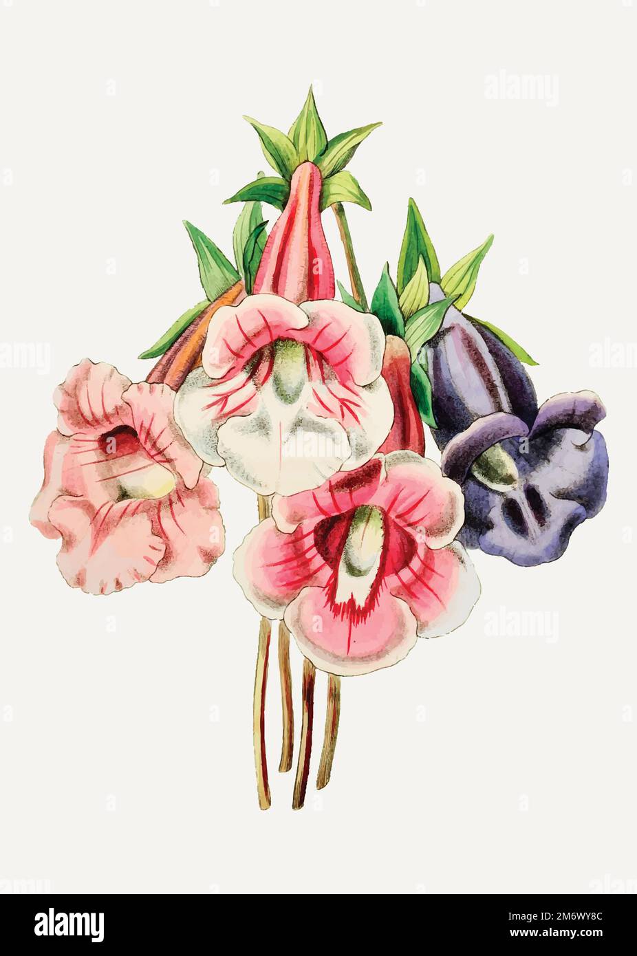 Gloxinia botanical illustration Stock Vector Images Alamy