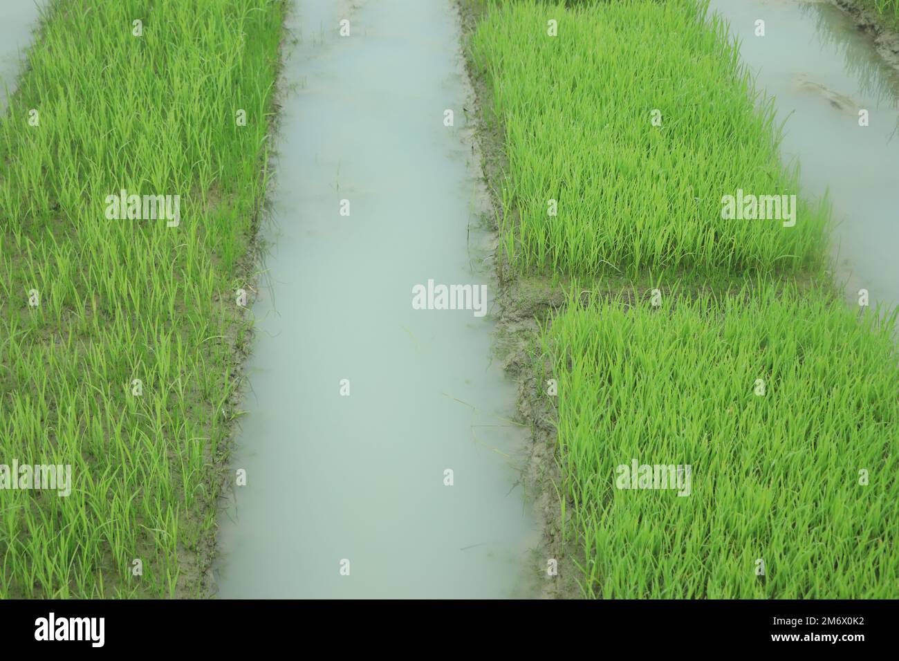 Rice seedling growing in field. The beginning of a rice plant Stock Photo