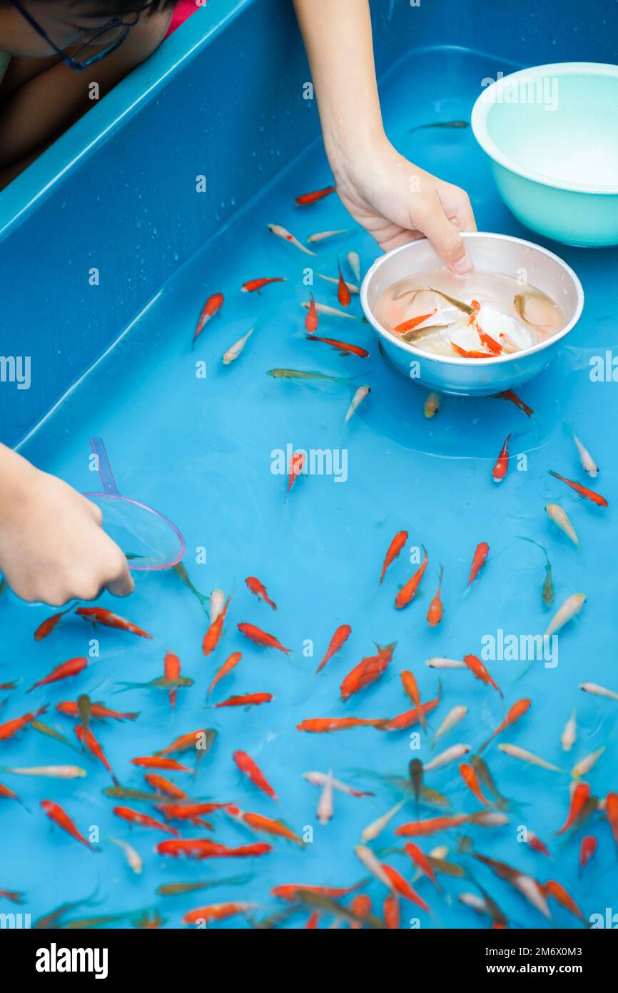Goldfish, goldfish scooping, summer, summer - Stock