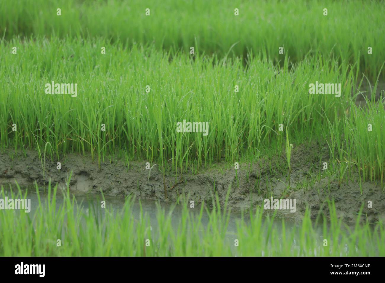 Rice seedling bed in winter season Stock Photo Alamy