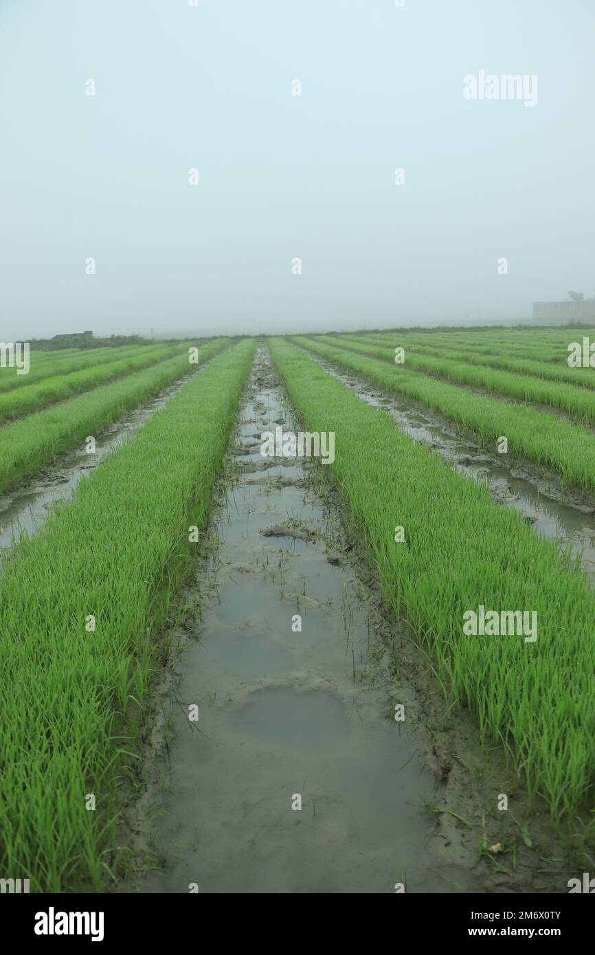 The beginning of a rice plant Stock Photo - Alamy