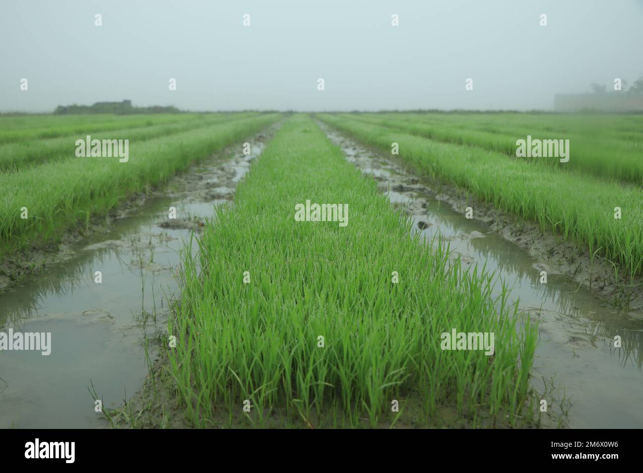 Rice seedlings were grown to a spike. The food is consumed Stock Photo
