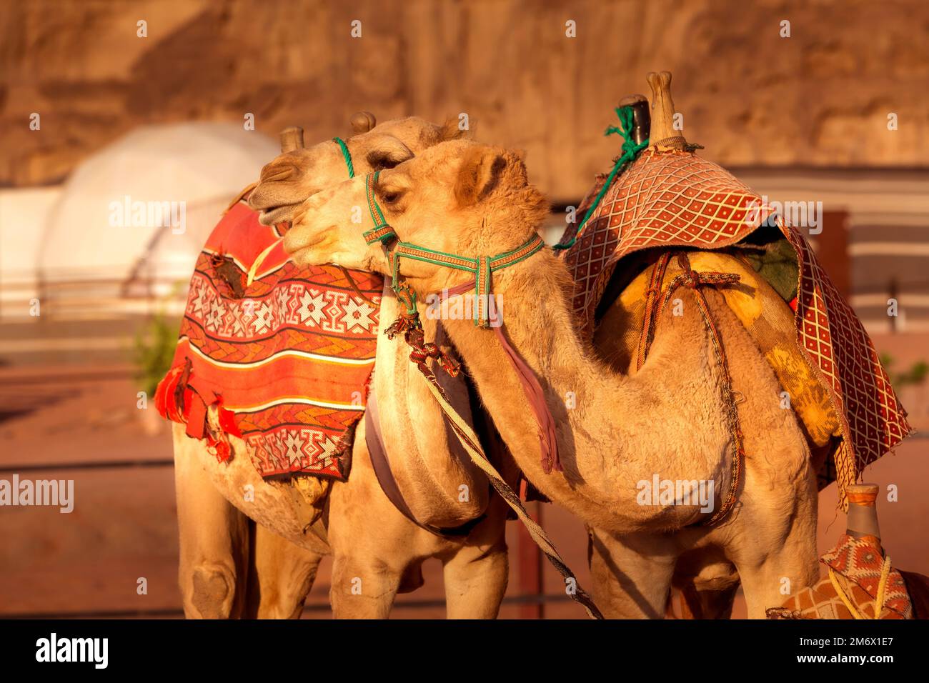 Two camels in Wadi Rum desert in Jordan Stock Photo - Alamy