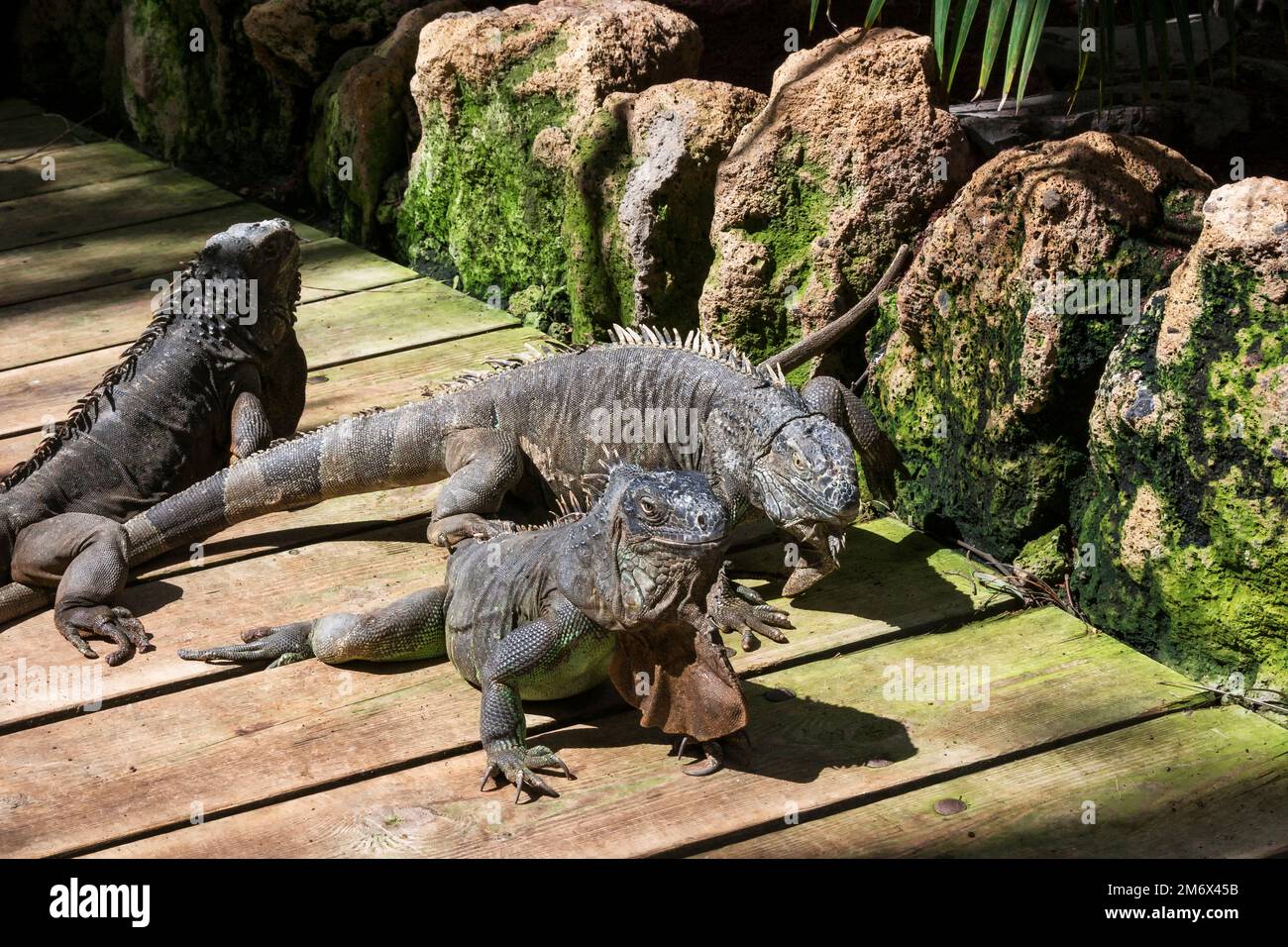 Three iguanas of large size, common, wild animals. Stock Photo