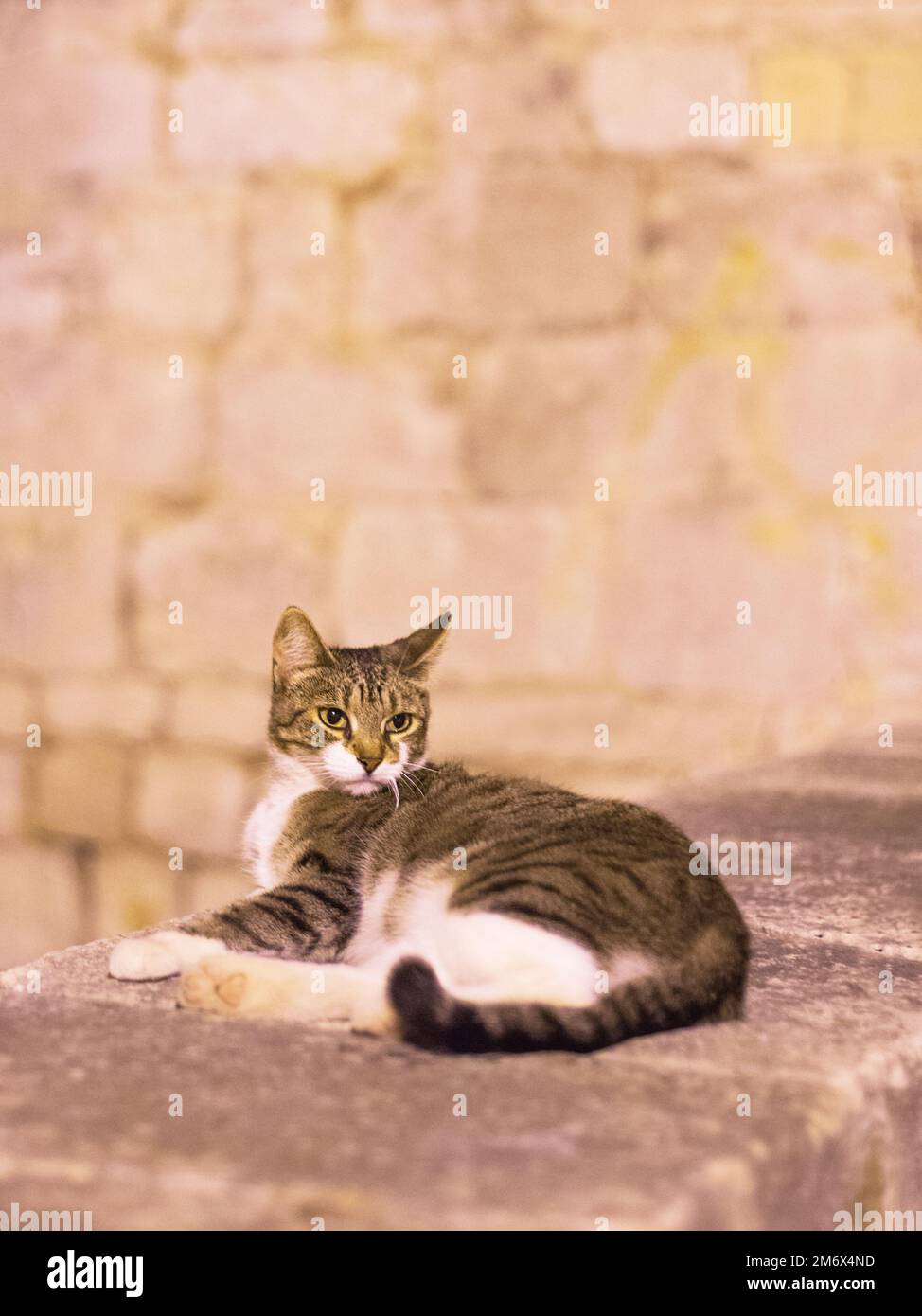 Cat sitting on a wall at night in sibenik Stock Photo