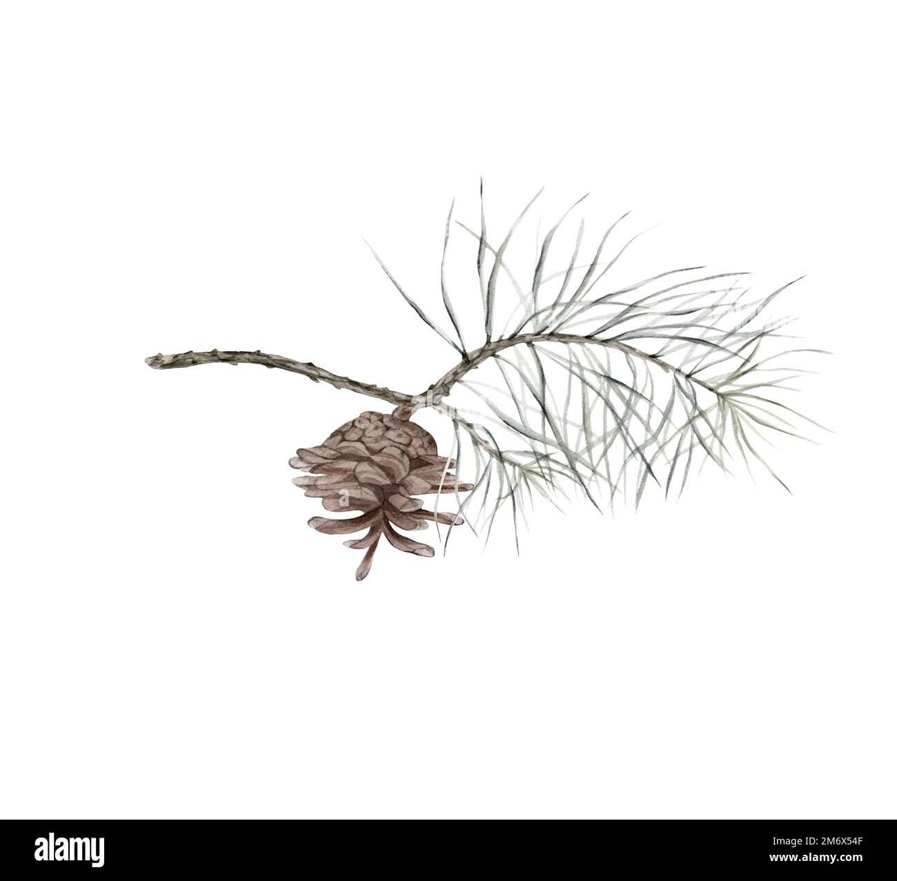 isolated watercolor pine branches and cones on white background, can be ...