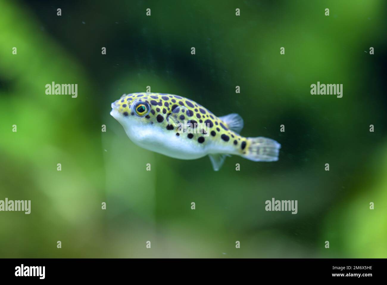 A small freshwater puffer fish in the aquarium. They feed on snails. Leopard puffer fish, Tetraodon Stock Photo