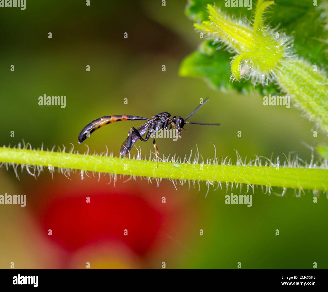 A Tailia wasp on a part of a cucumber plant. Stock Photo