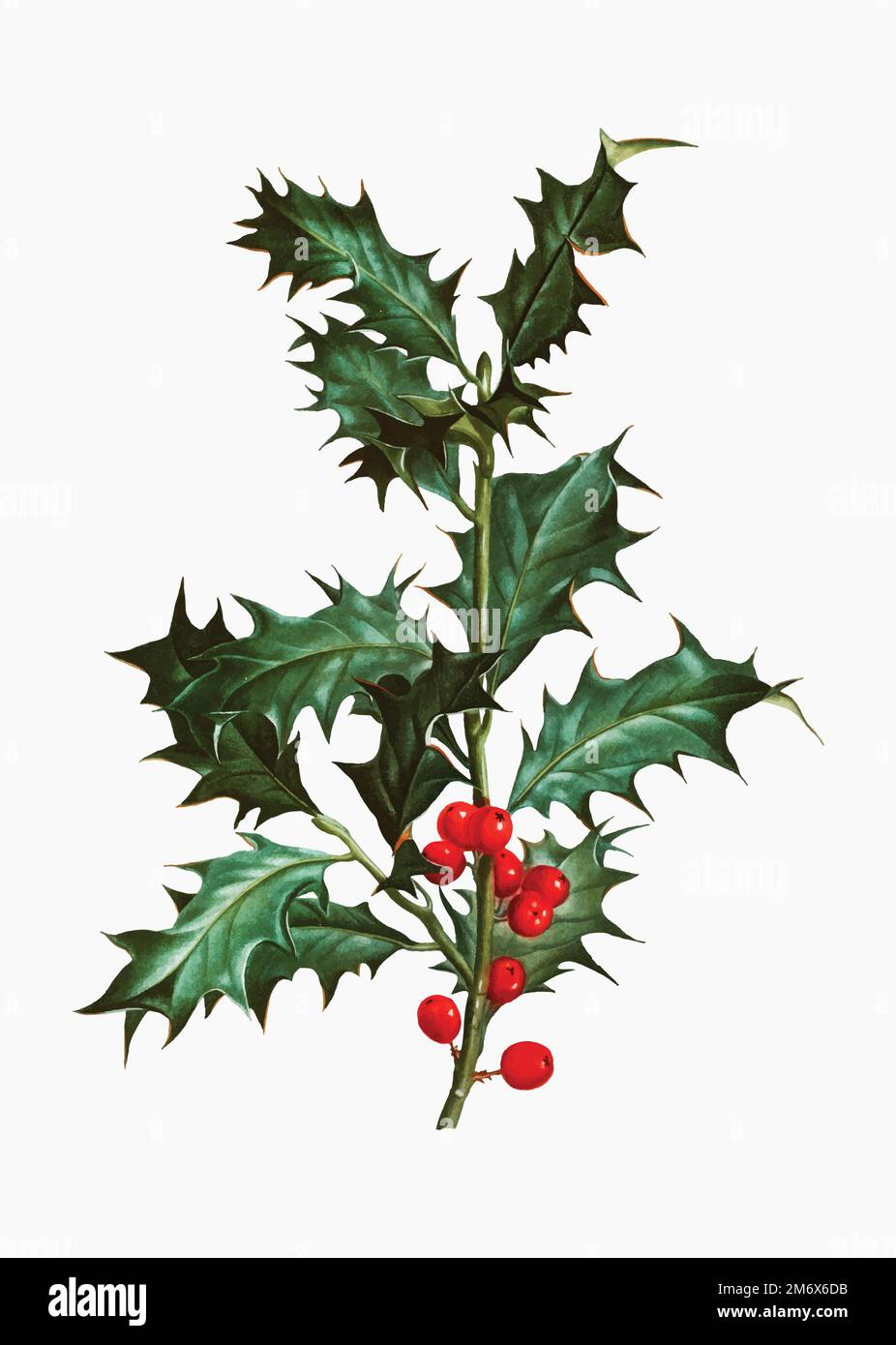 Holly vector illustration branch Stock Vector Images - Alamy