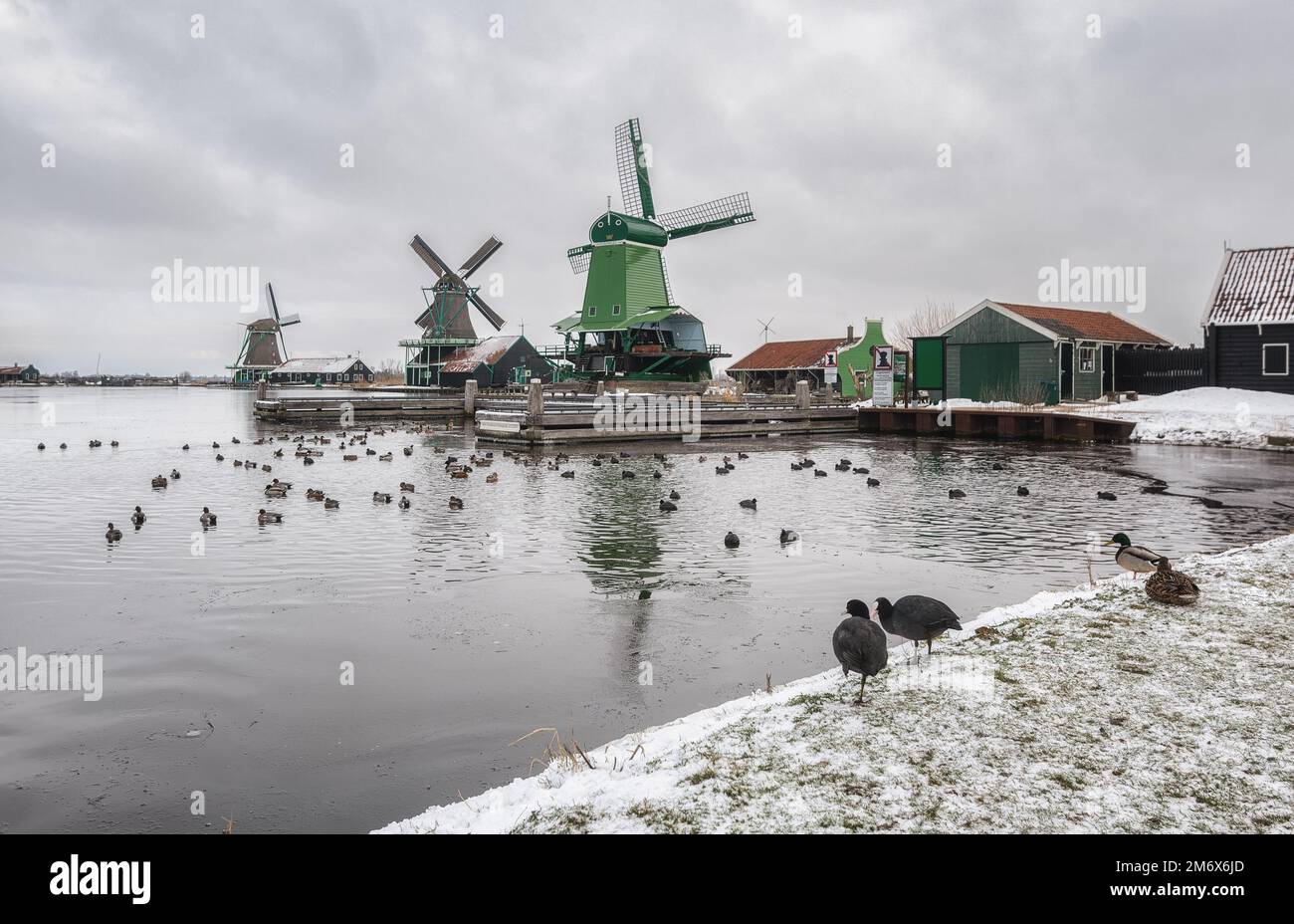Lots of ducks on the river Zaan near the mills in the Zaans Schans, Netherlads. Stock Photo