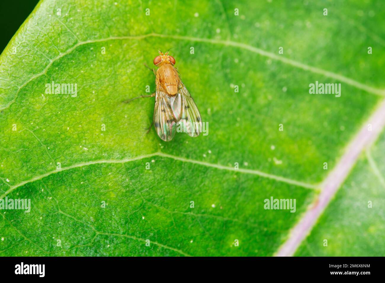 Fruitfly,  Drosophila suzukii Satara, Maharashtra, India Stock Photo