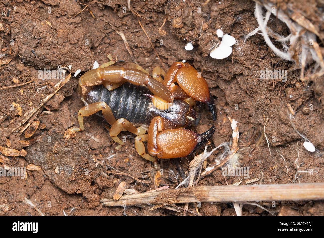 Resting position of bulky forest scorpion,  Heterometrus xanthopus, Satara, Maharashtra, India Stock Photo