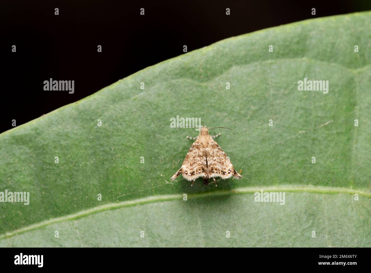 Apple leaf skeletonizer moth,  Choreutis pariana, Satara, Maharashtra, India Stock Photo